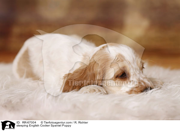 schlafender English Cocker Spaniel Welpe / sleeping English Cocker Spaniel Puppy / RR-67004