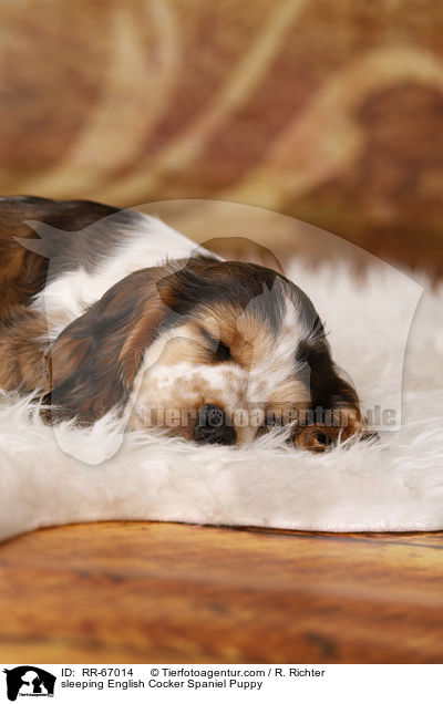 schlafender English Cocker Spaniel Welpe / sleeping English Cocker Spaniel Puppy / RR-67014