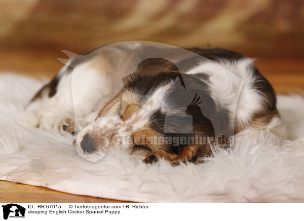 schlafender English Cocker Spaniel Welpe / sleeping English Cocker Spaniel Puppy / RR-67015