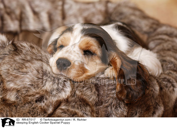 schlafender English Cocker Spaniel Welpe / sleeping English Cocker Spaniel Puppy / RR-67017