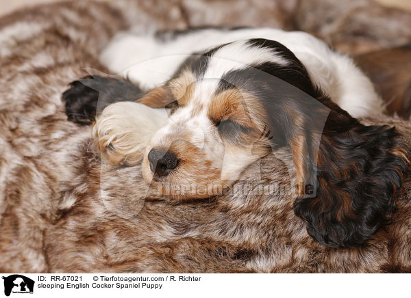 schlafender English Cocker Spaniel Welpe / sleeping English Cocker Spaniel Puppy / RR-67021