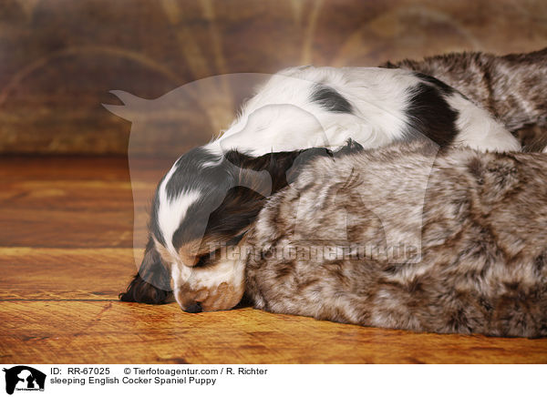 schlafender English Cocker Spaniel Welpe / sleeping English Cocker Spaniel Puppy / RR-67025