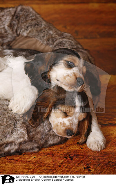 2 schlafende English Cocker Spaniel Puppies / 2 sleeping English Cocker Spaniel Puppies / RR-67029