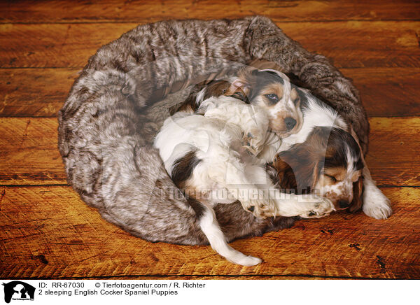 2 schlafende English Cocker Spaniel Puppies / 2 sleeping English Cocker Spaniel Puppies / RR-67030