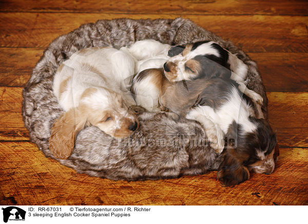 3 schlafende English Cocker Spaniel Welpen / 3 sleeping English Cocker Spaniel Puppies / RR-67031