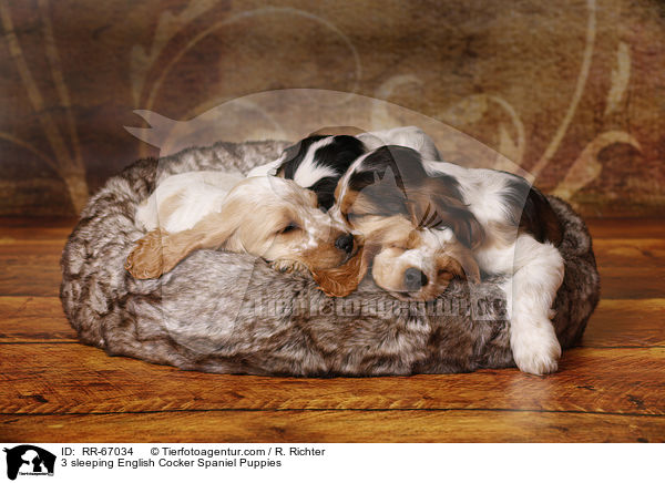 3 schlafende English Cocker Spaniel Welpen / 3 sleeping English Cocker Spaniel Puppies / RR-67034