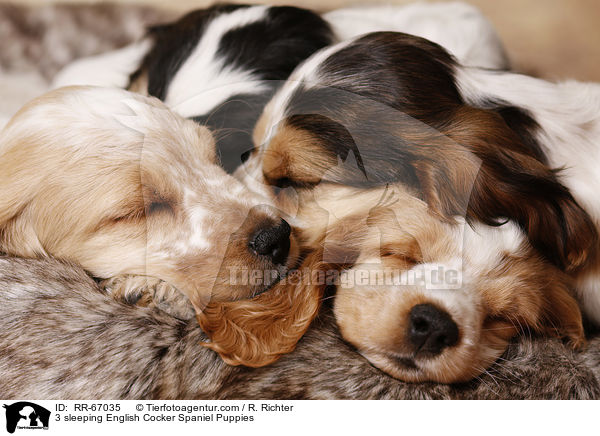 3 schlafende English Cocker Spaniel Welpen / 3 sleeping English Cocker Spaniel Puppies / RR-67035