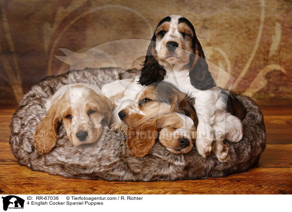 4 English Cocker Spaniel Welpen / 4 English Cocker Spaniel Puppies / RR-67036
