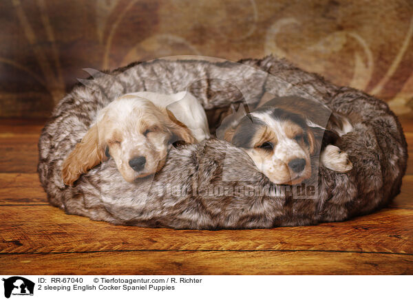 2 schlafende English Cocker Spaniel Puppies / 2 sleeping English Cocker Spaniel Puppies / RR-67040