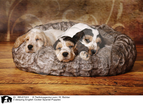 3 schlafende English Cocker Spaniel Welpen / 3 sleeping English Cocker Spaniel Puppies / RR-67043
