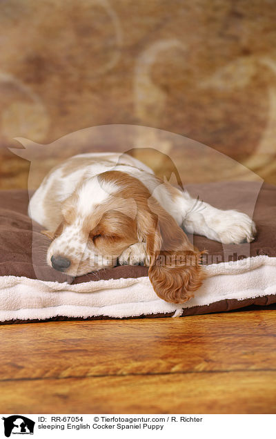 schlafender English Cocker Spaniel Welpe / sleeping English Cocker Spaniel Puppy / RR-67054