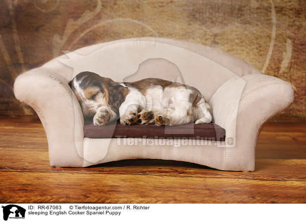 schlafender English Cocker Spaniel Welpe / sleeping English Cocker Spaniel Puppy / RR-67063