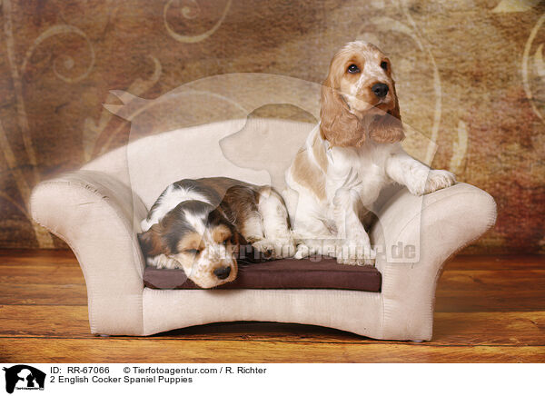 2 English Cocker Spaniel Welpen / 2 English Cocker Spaniel Puppies / RR-67066