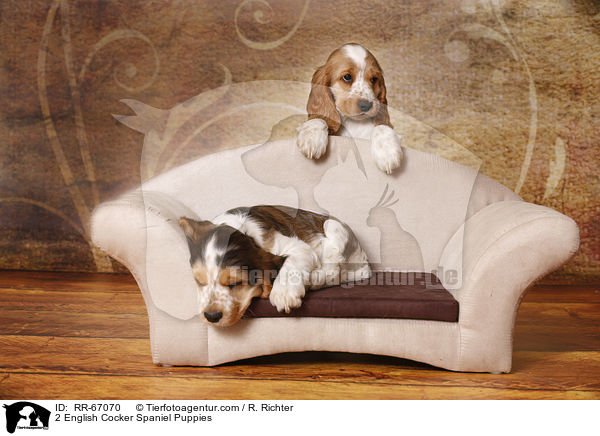 2 English Cocker Spaniel Welpen / 2 English Cocker Spaniel Puppies / RR-67070