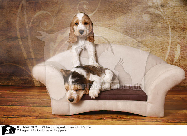 2 English Cocker Spaniel Welpen / 2 English Cocker Spaniel Puppies / RR-67071