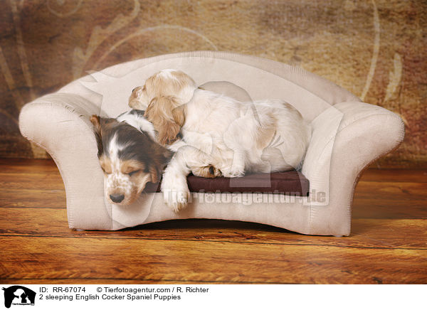 2 schlafende English Cocker Spaniel Welpen / 2 sleeping English Cocker Spaniel Puppies / RR-67074