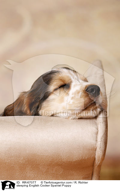 schlafender English Cocker Spaniel Welpe / sleeping English Cocker Spaniel Puppy / RR-67077