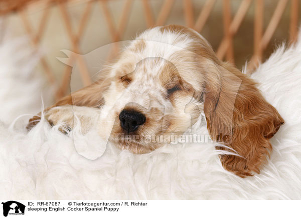 schlafender English Cocker Spaniel Welpe / sleeping English Cocker Spaniel Puppy / RR-67087