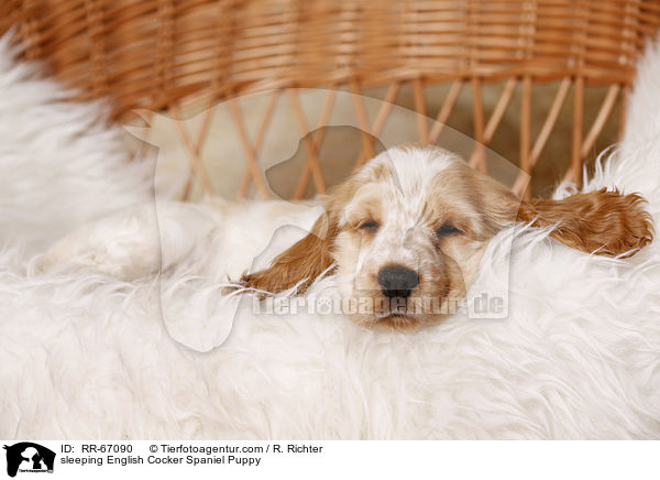 schlafender English Cocker Spaniel Welpe / sleeping English Cocker Spaniel Puppy / RR-67090