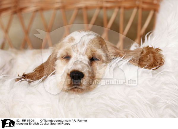 schlafender English Cocker Spaniel Welpe / sleeping English Cocker Spaniel Puppy / RR-67091