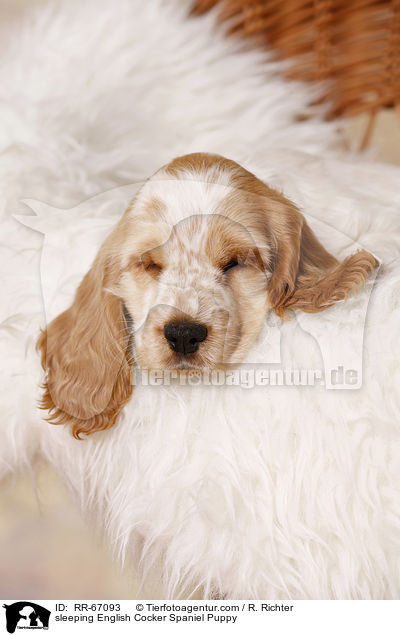 schlafender English Cocker Spaniel Welpe / sleeping English Cocker Spaniel Puppy / RR-67093