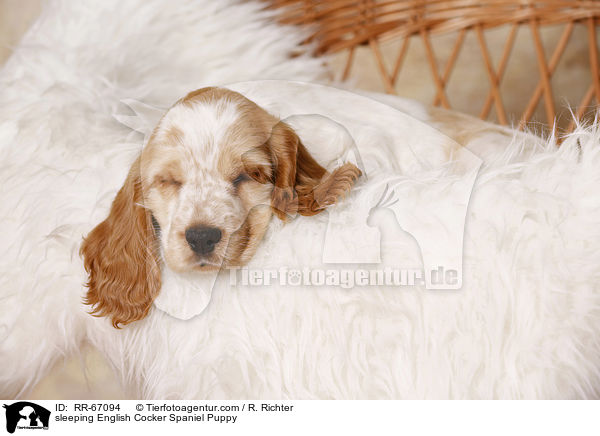 schlafender English Cocker Spaniel Welpe / sleeping English Cocker Spaniel Puppy / RR-67094