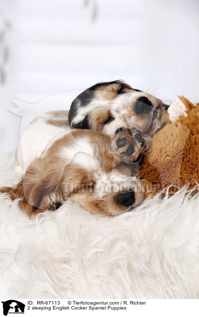 2 schlafende English Cocker Spaniel Welpen / 2 sleeping English Cocker Spaniel Puppies / RR-67113