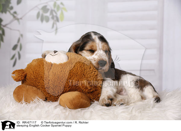 schlafender English Cocker Spaniel Welpe / sleeping English Cocker Spaniel Puppy / RR-67117