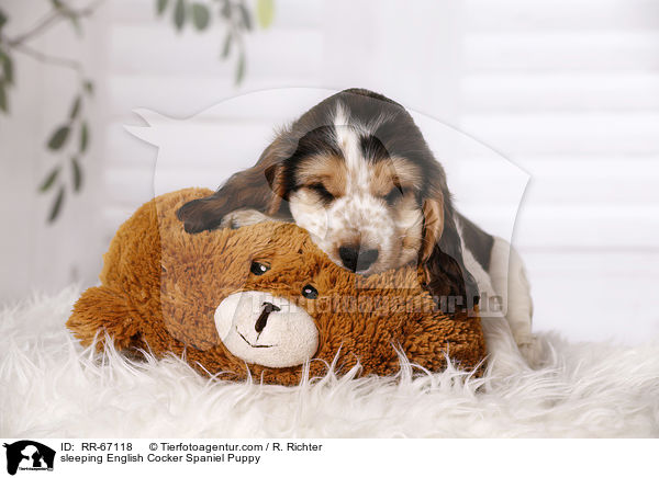 schlafender English Cocker Spaniel Welpe / sleeping English Cocker Spaniel Puppy / RR-67118