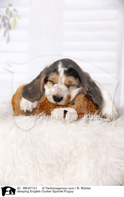 schlafender English Cocker Spaniel Welpe / sleeping English Cocker Spaniel Puppy / RR-67121