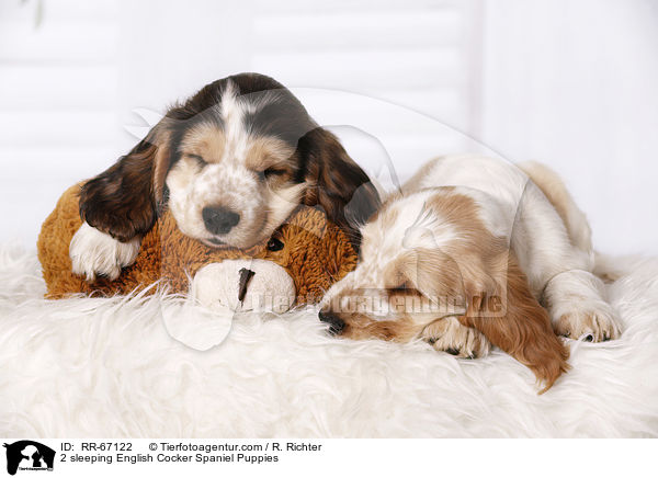 2 schlafende English Cocker Spaniel Welpen / 2 sleeping English Cocker Spaniel Puppies / RR-67122