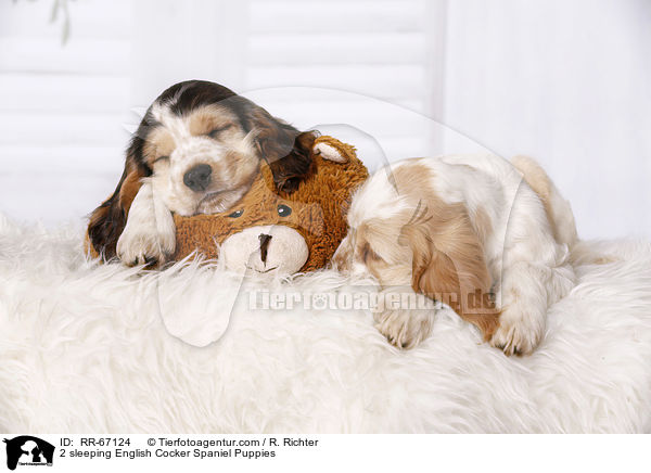 2 schlafende English Cocker Spaniel Welpen / 2 sleeping English Cocker Spaniel Puppies / RR-67124