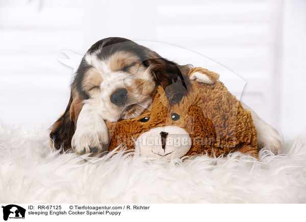 schlafender English Cocker Spaniel Welpe / sleeping English Cocker Spaniel Puppy / RR-67125
