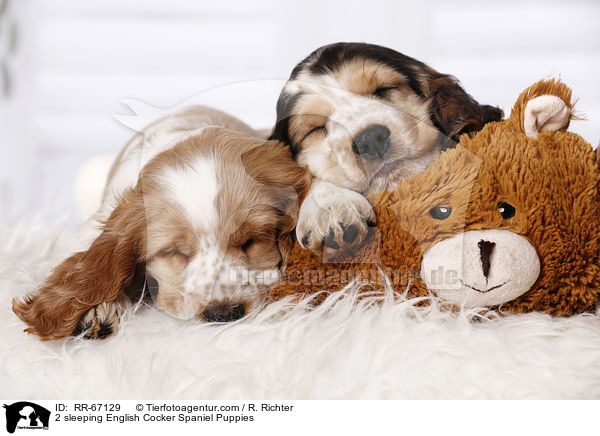 2 schlafende English Cocker Spaniel Welpen / 2 sleeping English Cocker Spaniel Puppies / RR-67129