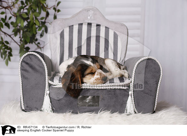 schlafender English Cocker Spaniel Welpe / sleeping English Cocker Spaniel Puppy / RR-67134