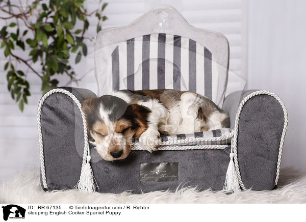 schlafender English Cocker Spaniel Welpe / sleeping English Cocker Spaniel Puppy / RR-67135