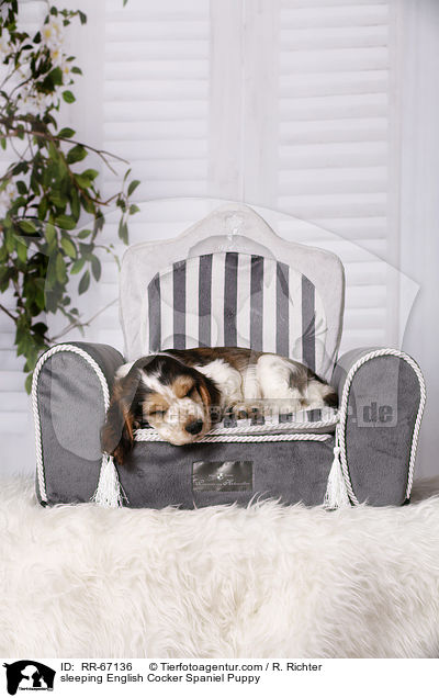 schlafender English Cocker Spaniel Welpe / sleeping English Cocker Spaniel Puppy / RR-67136