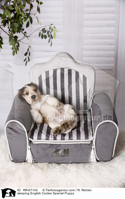 schlafender English Cocker Spaniel Welpe / sleeping English Cocker Spaniel Puppy / RR-67142