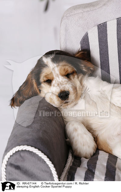 schlafender English Cocker Spaniel Welpe / sleeping English Cocker Spaniel Puppy / RR-67144