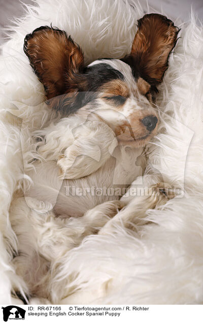 schlafender English Cocker Spaniel Welpe / sleeping English Cocker Spaniel Puppy / RR-67166