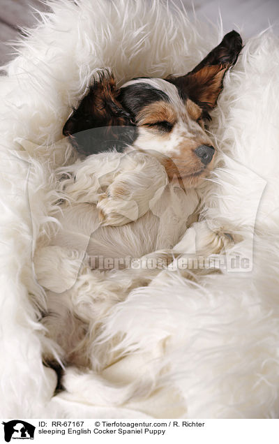 schlafender English Cocker Spaniel Welpe / sleeping English Cocker Spaniel Puppy / RR-67167