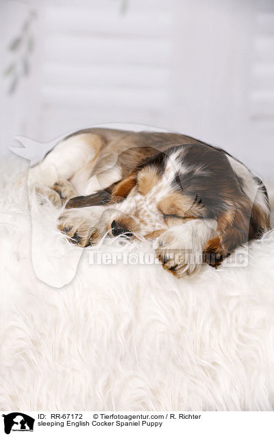 schlafender English Cocker Spaniel Welpe / sleeping English Cocker Spaniel Puppy / RR-67172
