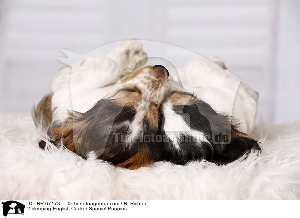 2 schlafende English Cocker Spaniel Welpen / 2 sleeping English Cocker Spaniel Puppies / RR-67173