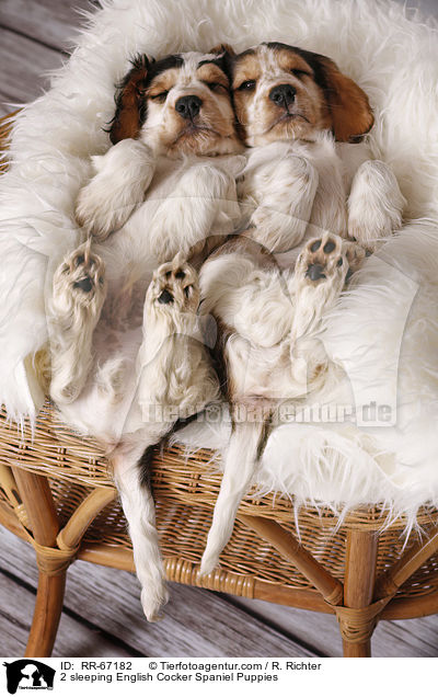 2 schlafende English Cocker Spaniel Welpen / 2 sleeping English Cocker Spaniel Puppies / RR-67182