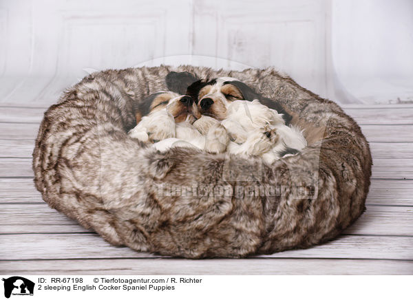 2 schlafende English Cocker Spaniel Welpen / 2 sleeping English Cocker Spaniel Puppies / RR-67198