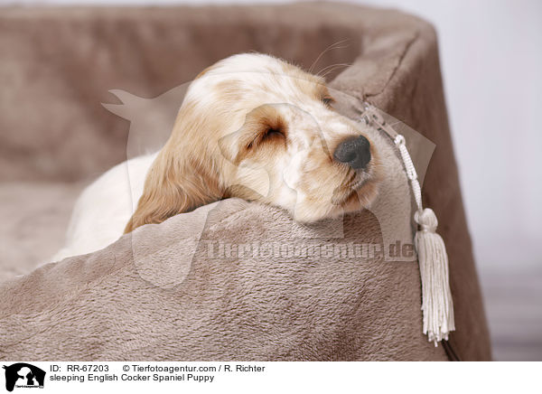 schlafender English Cocker Spaniel Welpe / sleeping English Cocker Spaniel Puppy / RR-67203