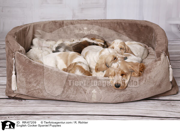 English Cocker Spaniel Welpen / English Cocker Spaniel Puppies / RR-67209