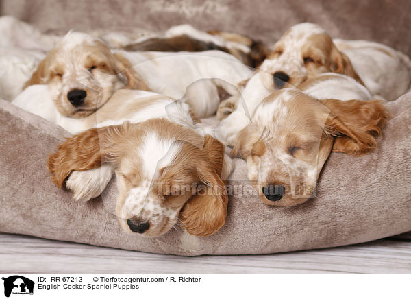 English Cocker Spaniel Welpen / English Cocker Spaniel Puppies / RR-67213
