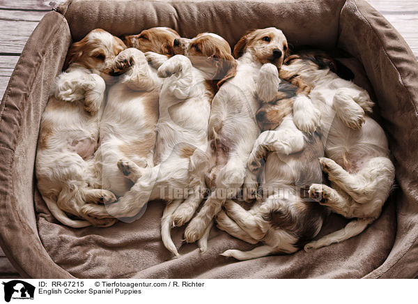 English Cocker Spaniel Welpen / English Cocker Spaniel Puppies / RR-67215