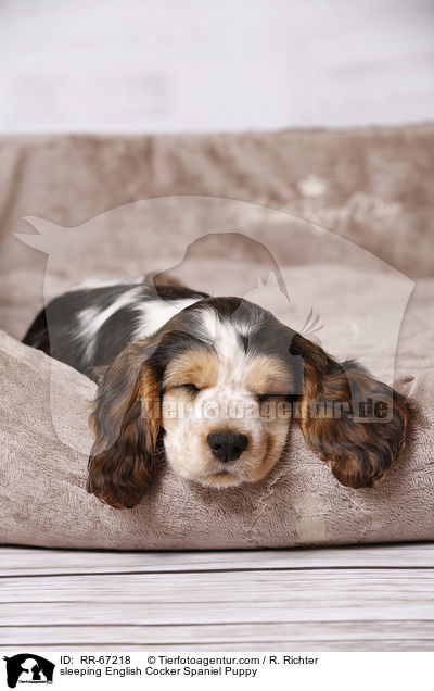 schlafender English Cocker Spaniel Welpe / sleeping English Cocker Spaniel Puppy / RR-67218